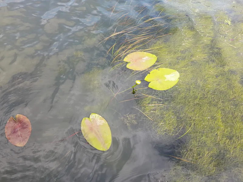 20230531 153459 Răsărit 